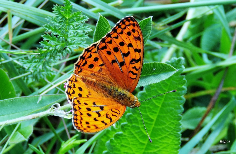 Argynnis adippe - ezüstös gyöngyházlepke
