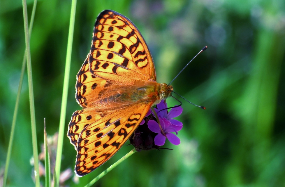 Argynnis adippe - ezüstös gyöngyházlepke