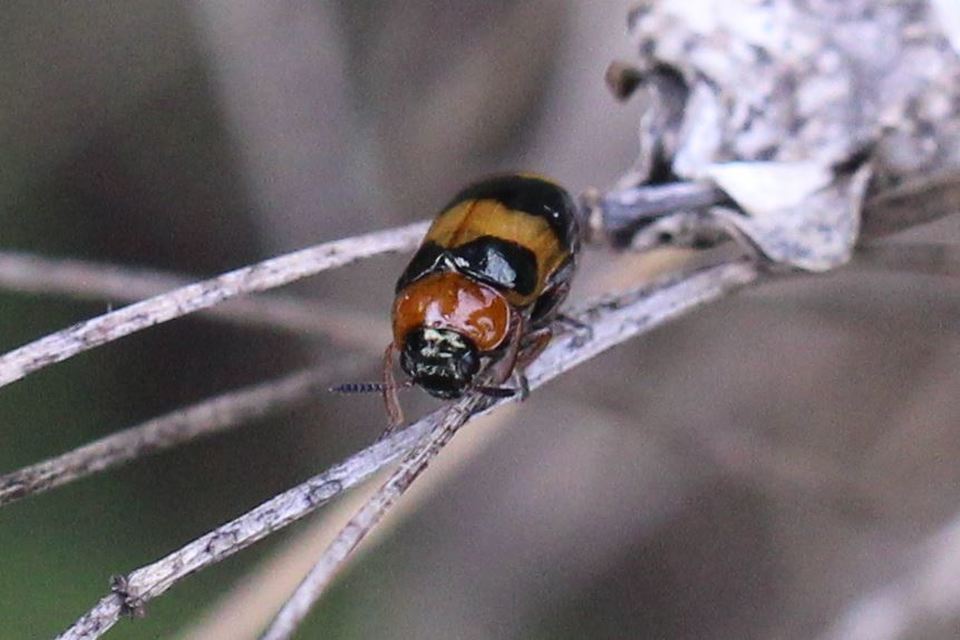 Coptocephala unifasciata - sárgalábú hullóbogár