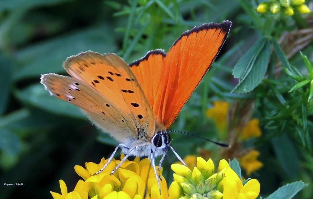 Lycaena virgaureae - arany-tűzlepke