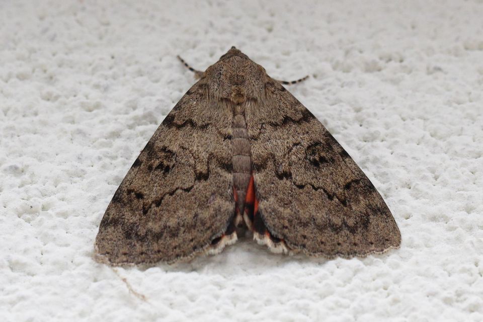 Catocala puerpera - nyárfa-övesbagoly