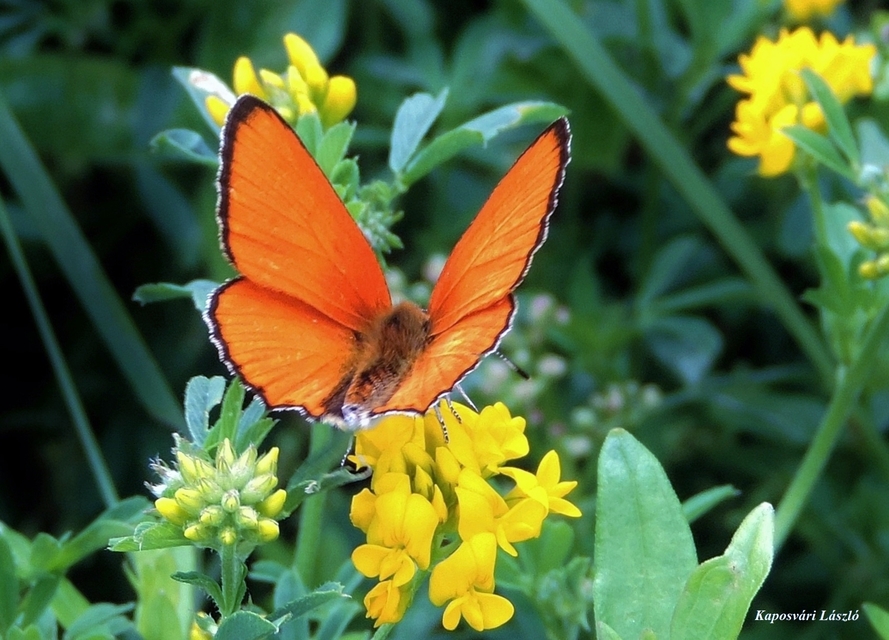 Lycaena virgaureae - arany-tűzlepke