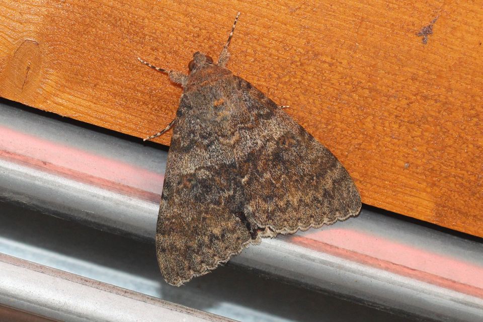 Catocala elocata - közönséges övesbagoly