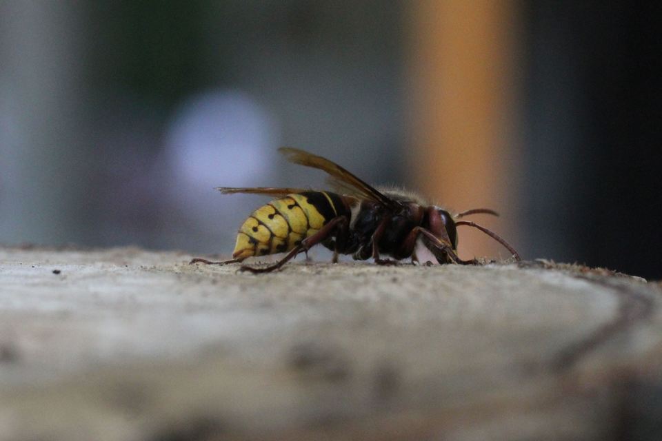 Vespa crabro - lódarázs