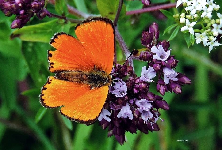 Lycaena virgaureae - arany-tűzlepke