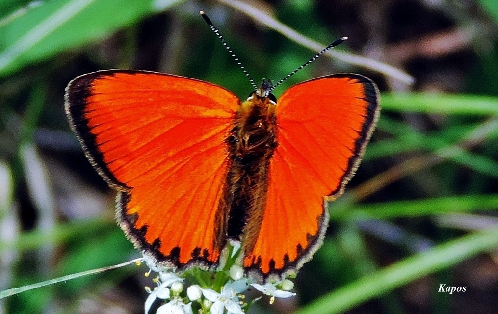 Lycaena virgaureae - arany-tűzlepke