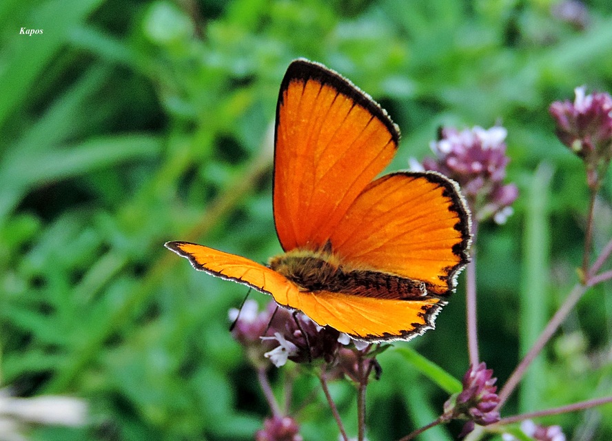 Lycaena virgaureae - arany-tűzlepke