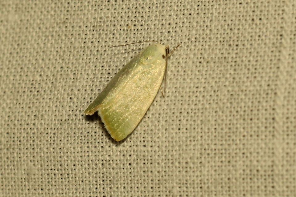 Earias vernana - nyárfa-zöldbagoly