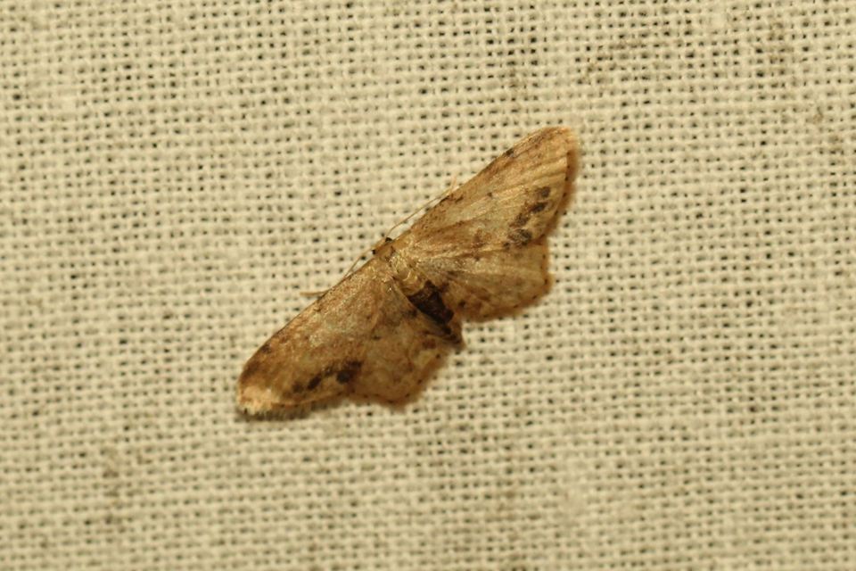 Idaea dimidiata - gyakori apróaraszoló