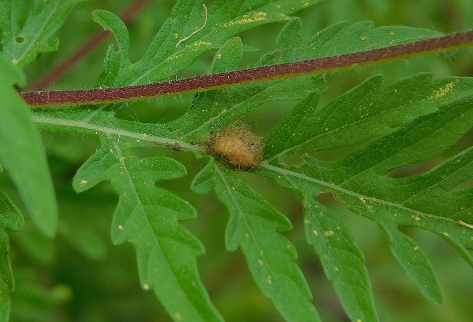 Ophraella communa - parlagfű-olajosbogár