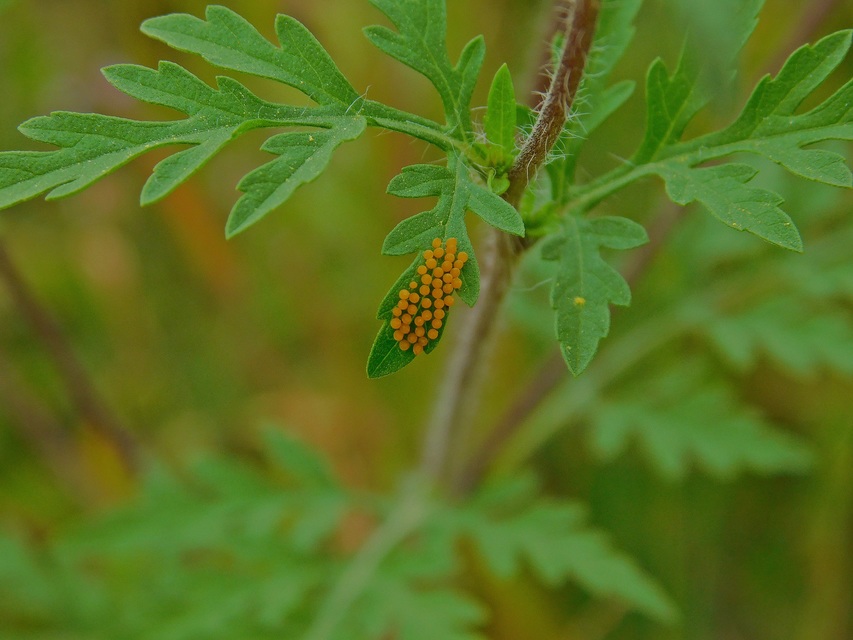 Ophraella communa - parlagfű-olajosbogár