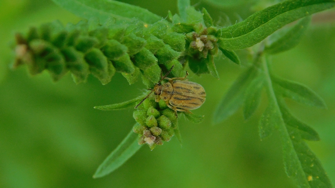 Ophraella communa - parlagfű-olajosbogár