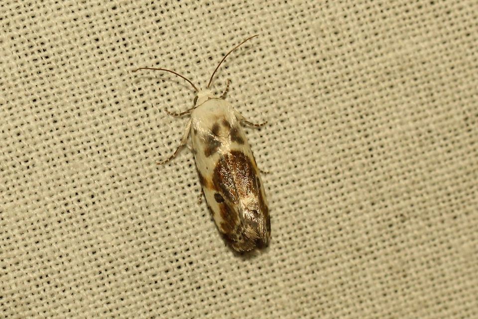 Ponometia candefacta - parlagfűbagoly