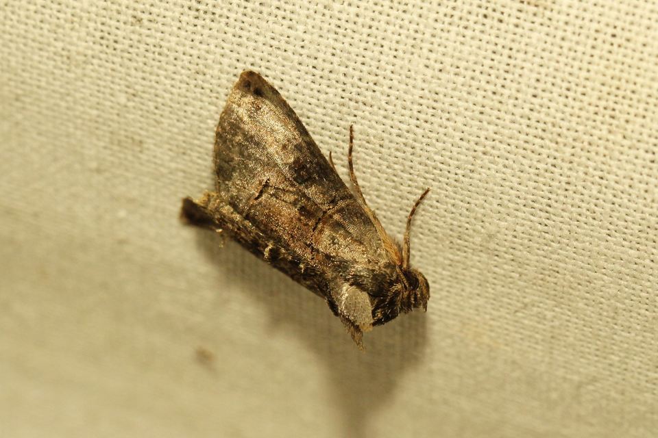 Abrostola tripartita - szürkeövű csalánbagoly Abrostola tripartita - szürkeövű csalánbagoly