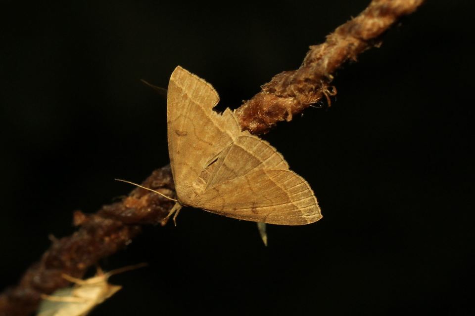 Pechipogo plumigeralis - tollascsápú karcsúbagoly