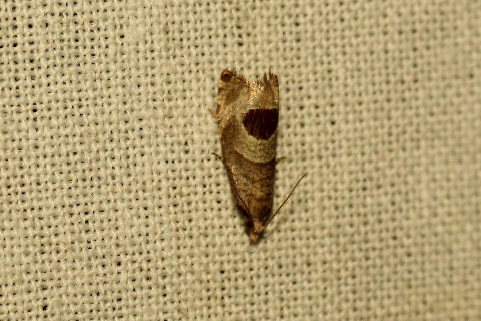 Notocelia uddmanniana - málnasodró tükrösmoly