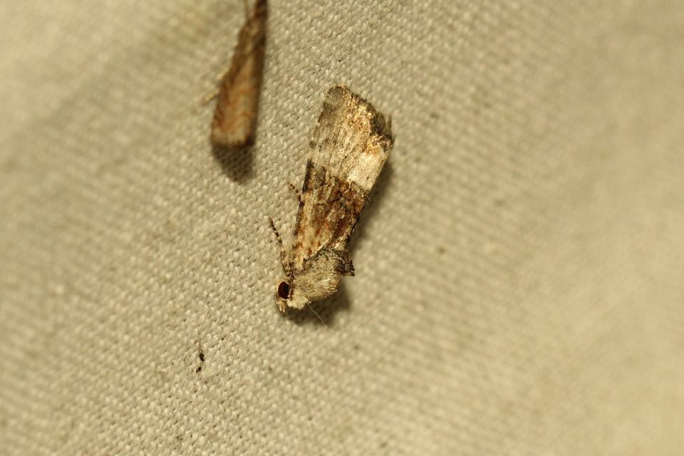 Mesoligia furuncula - kétszínű dudvabagoly