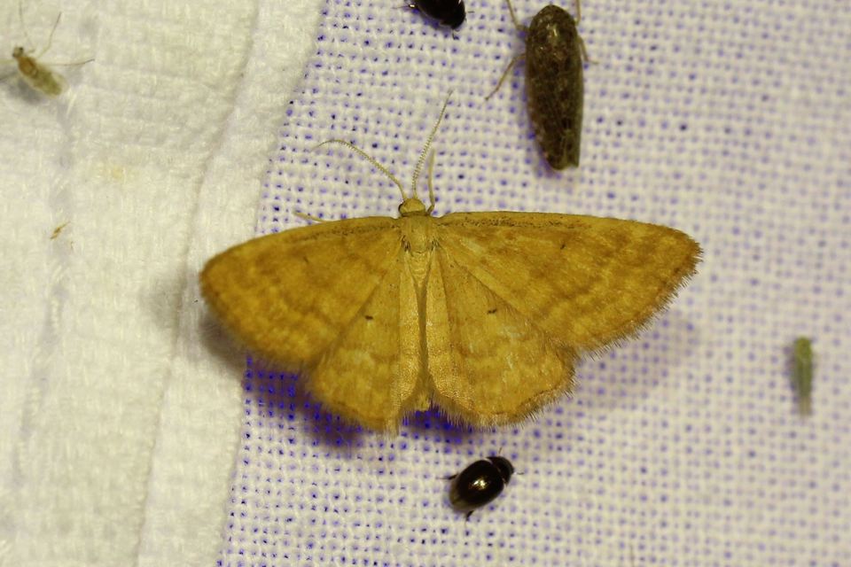 Idaea serpentata - kis sávosaraszoló
