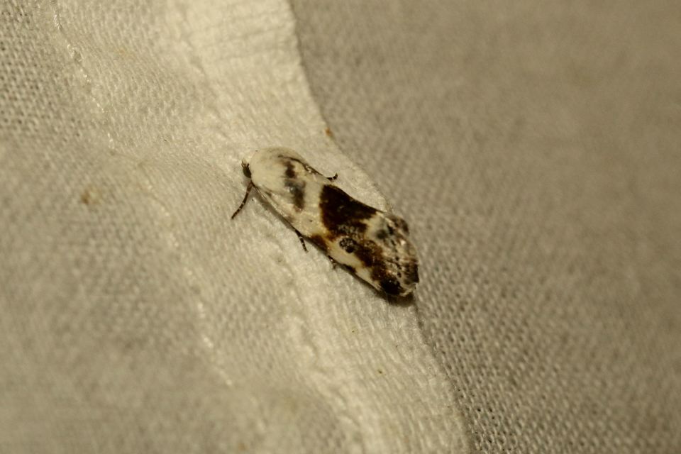 Ponometia candefacta - parlagfűbagoly