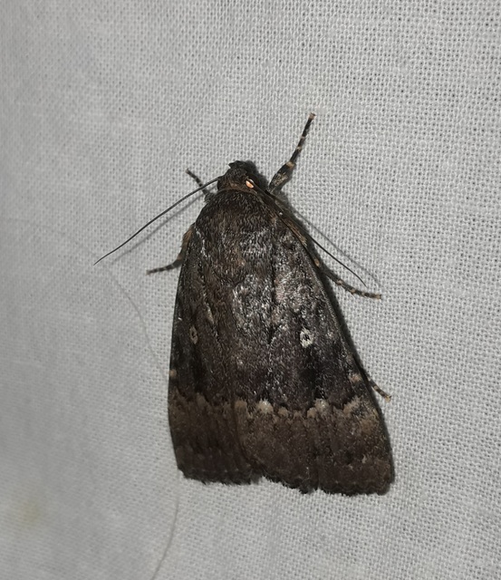 Amphipyra berbera/pyramidea