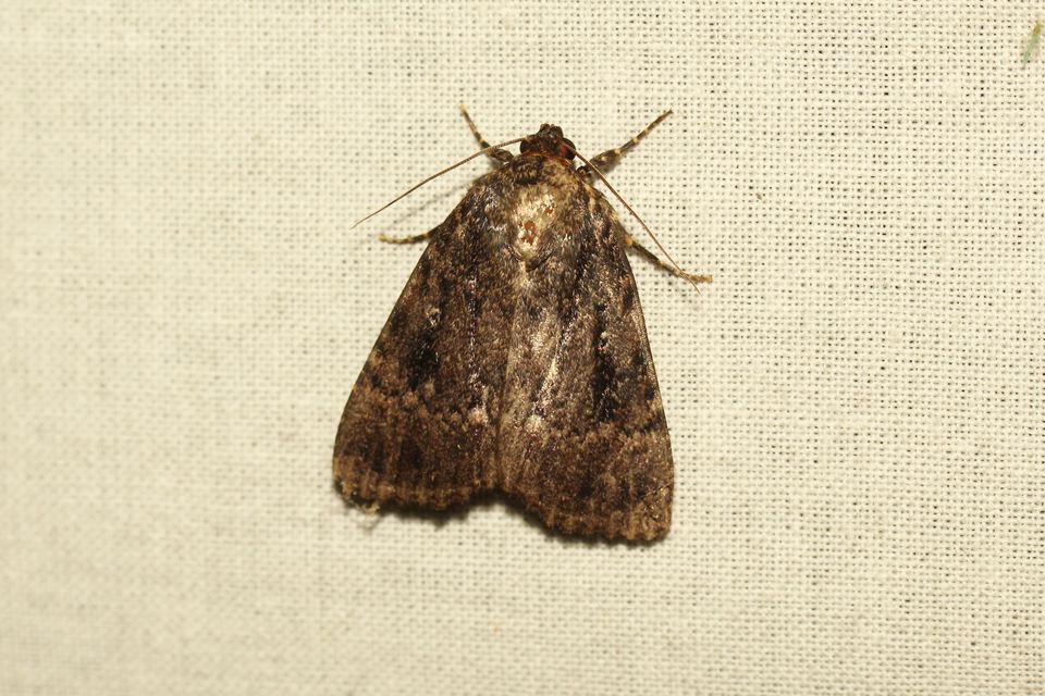 Amphipyra berbera/pyramidea