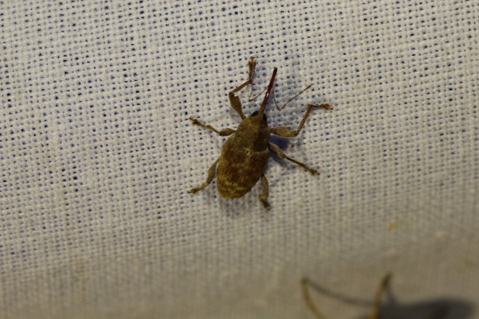Curculio elephas - gesztenyezsuzsóka