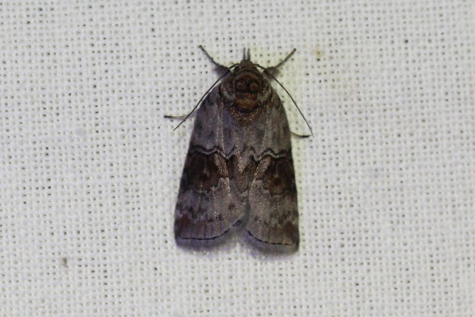 Nycteola asiatica - nyárfa-trapézbagoly