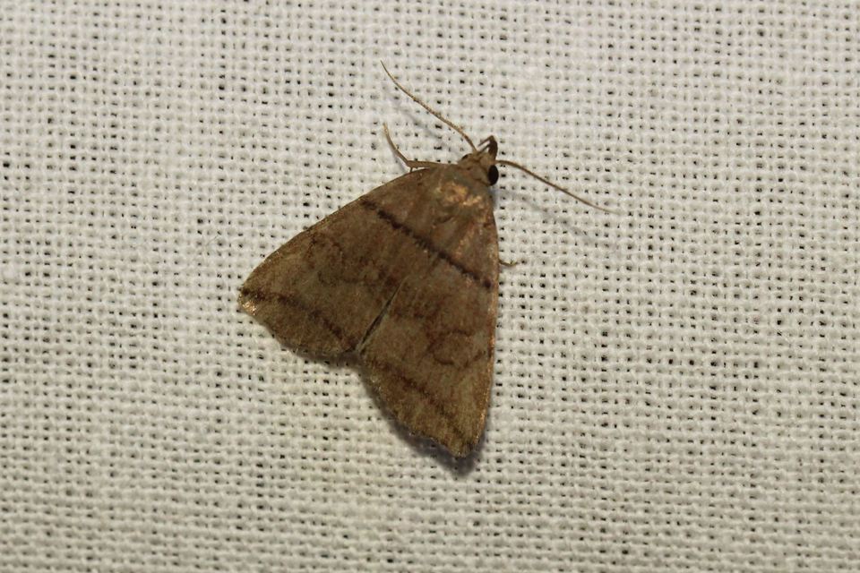 Herminia grisealis - ligeti karcsúbagoly