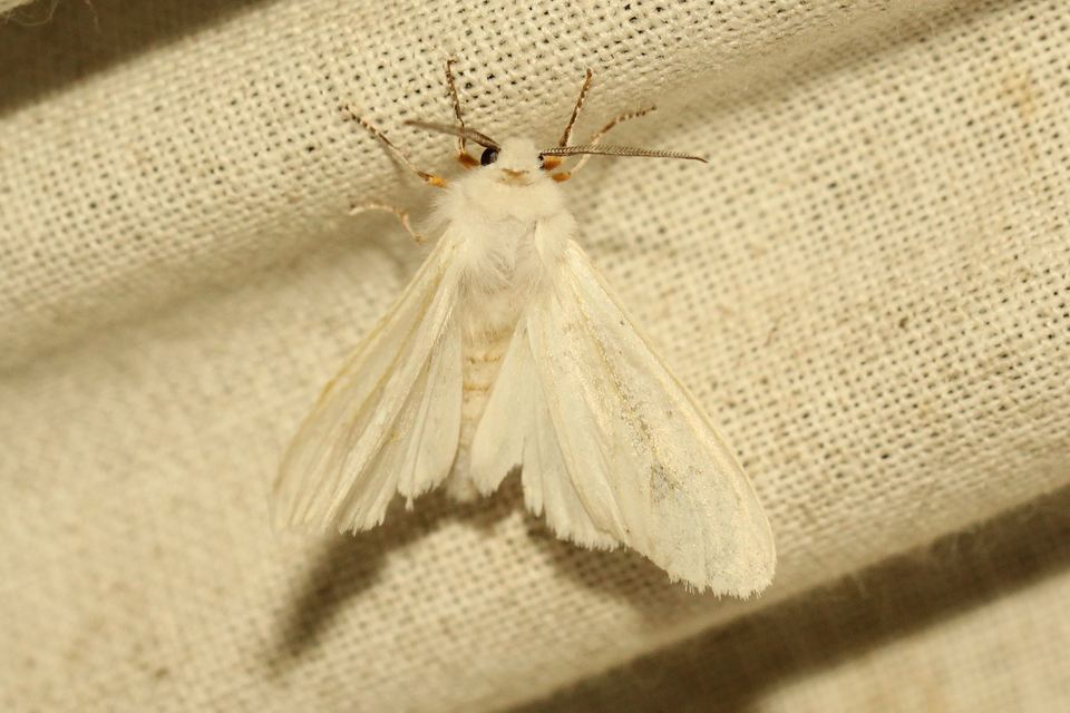 Hyphantria cunea - amerikai fehér medvelepke