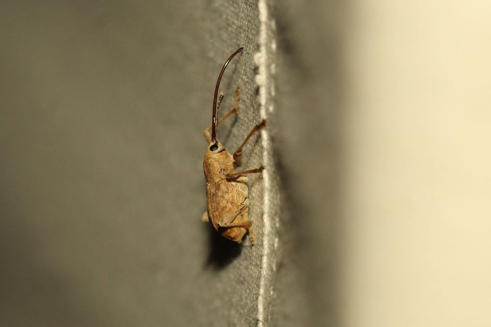 Curculio elephas - gesztenyezsuzsóka