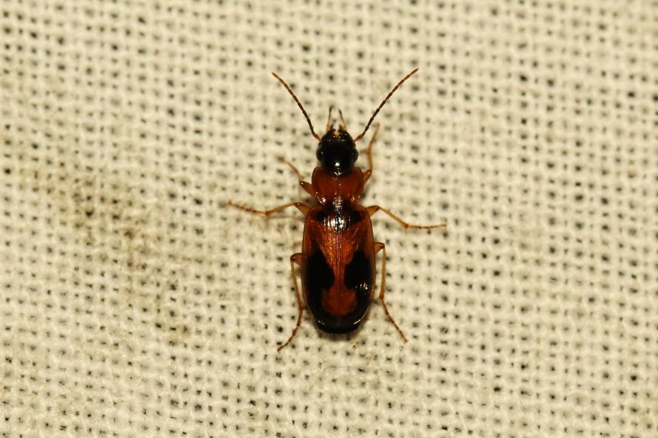 Badister meridionalis - közönséges posványfutonc