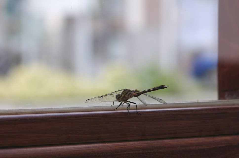 Orthetrum albistylum - fehérfarkú pásztorszitakötő
