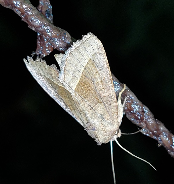 Hydraecia micacea - csillogó acsalapubagoly