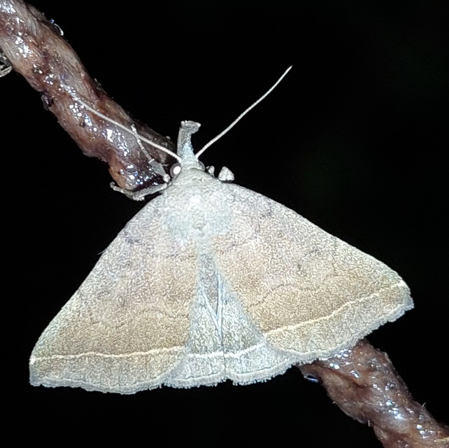 Pechipogo plumigeralis - tollascsápú karcsúbagoly