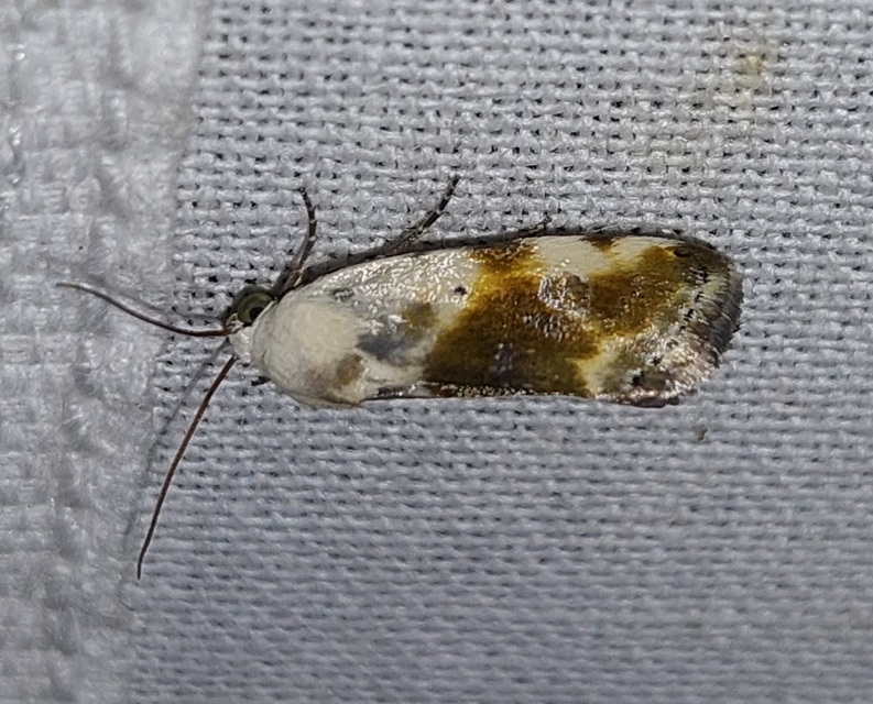 Ponometia candefacta - parlagfűbagoly