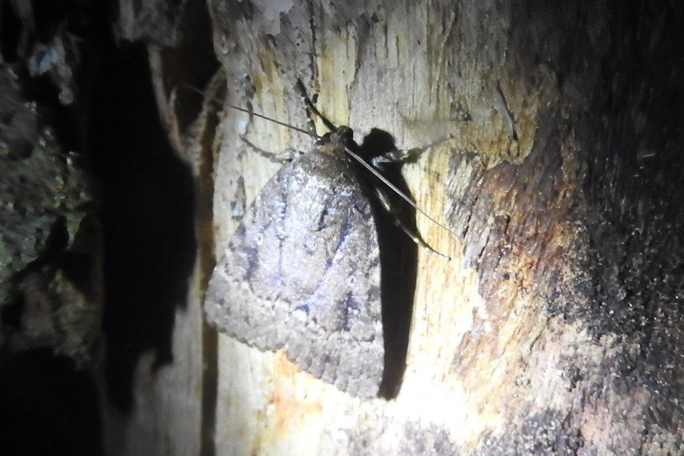 Amphipyra berbera/pyramidea