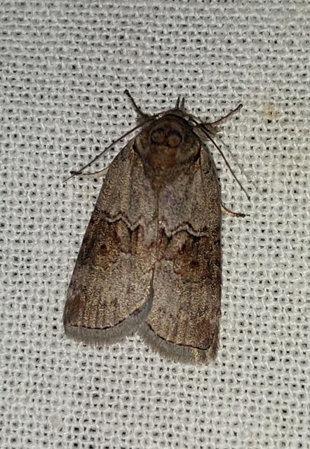 Nycteola asiatica - nyárfa-trapézbagoly
