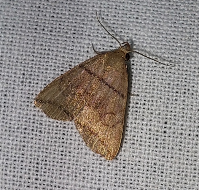 Herminia grisealis - ligeti karcsúbagoly