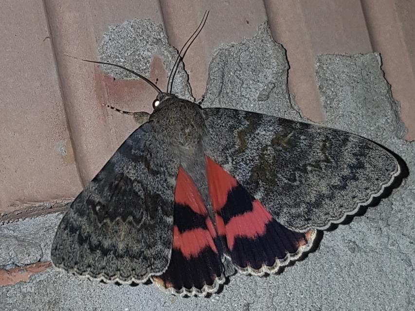 Catocala elocata - közönséges övesbagoly