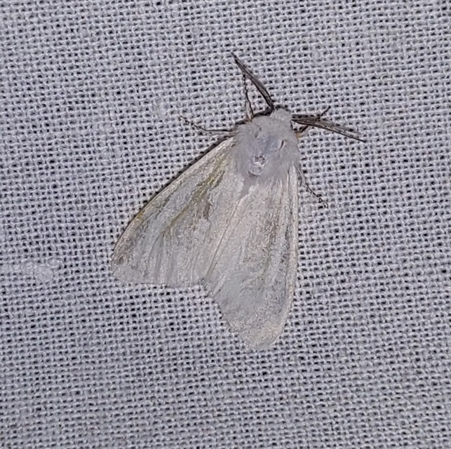 Hyphantria cunea - amerikai fehér medvelepke