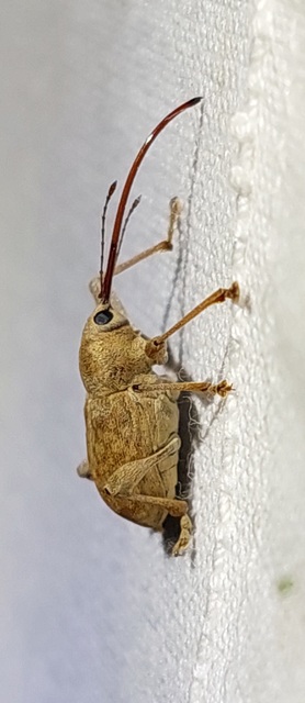 Curculio elephas - gesztenyezsuzsóka