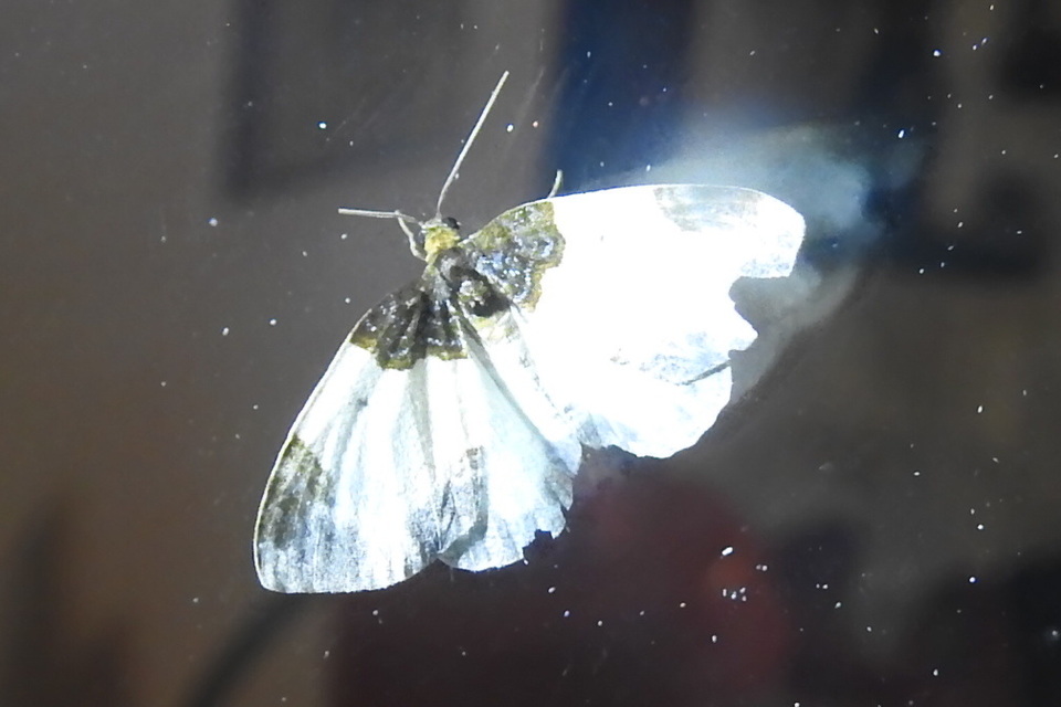 Mesoleuca albicillata - tarka fűzfaaraszoló