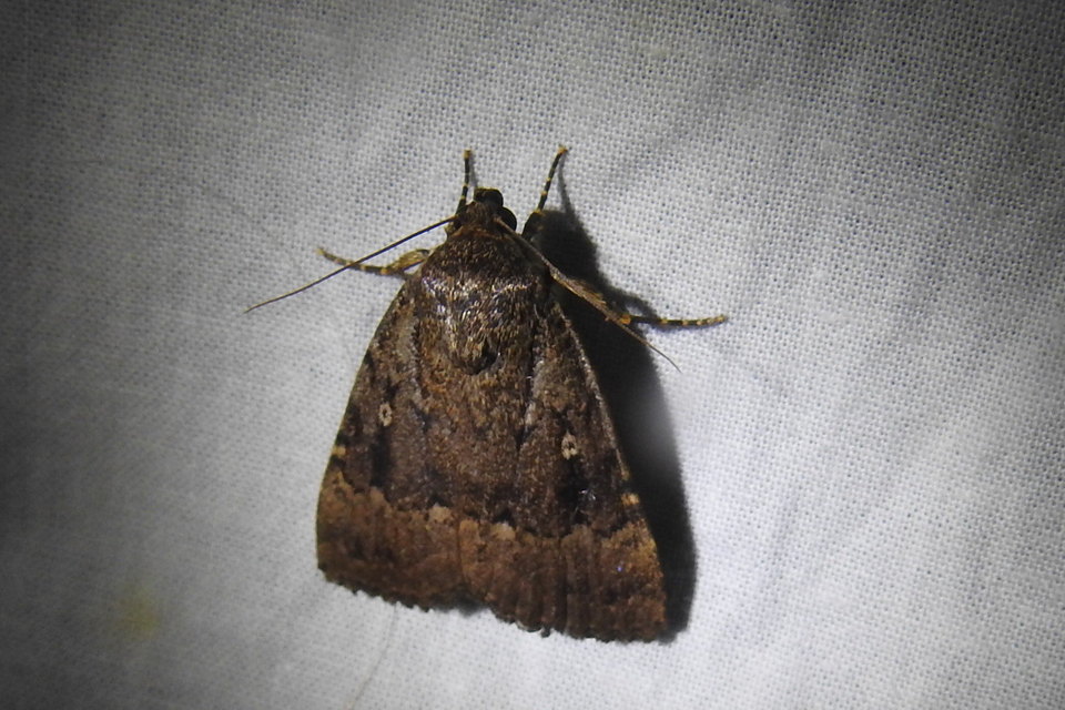 Amphipyra berbera/pyramidea