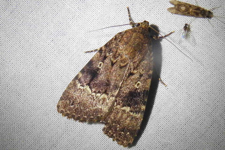 Amphipyra pyramidea - fahéjszínű bagoly
