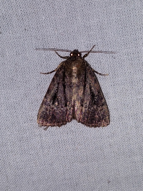 Amphipyra berbera/pyramidea