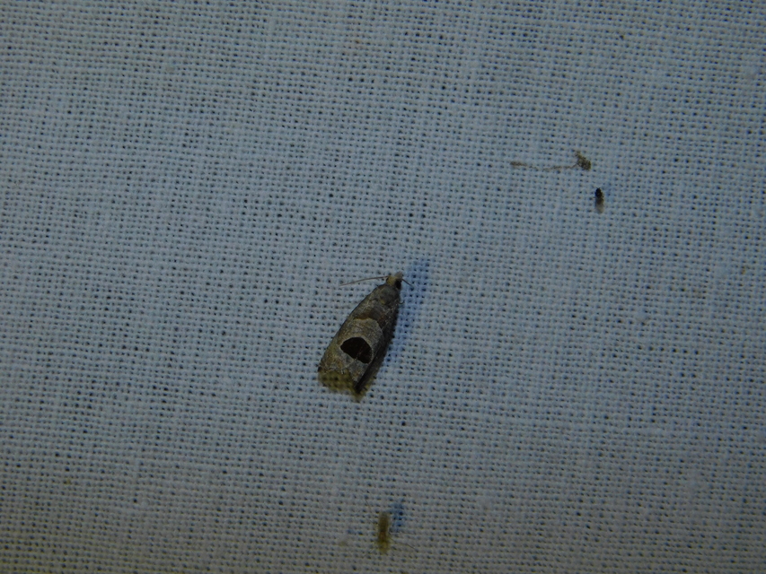 Notocelia uddmanniana - málnasodró tükrösmoly