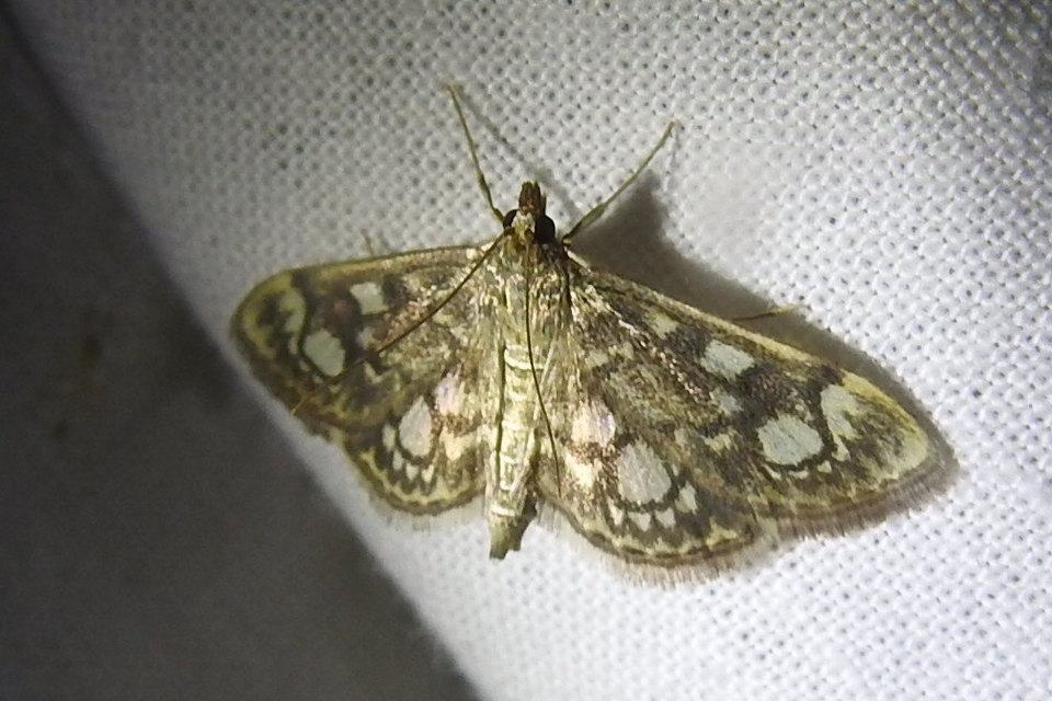 Anania coronata - koronás dudvamoly