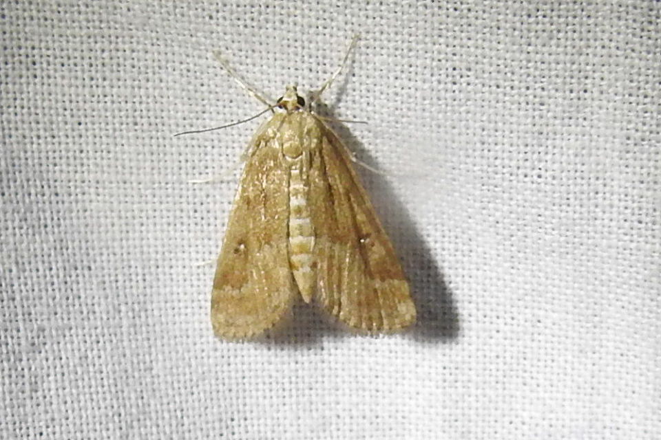 Parapoynx stratiotata - közönséges vízimoly