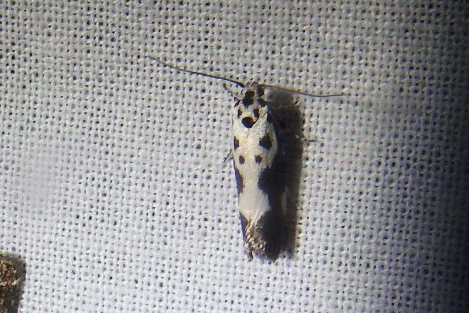 Ethmia quadrillella - gyászos feketemoly