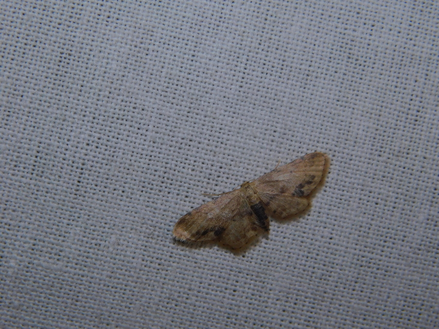 Idaea dimidiata - gyakori apróaraszoló